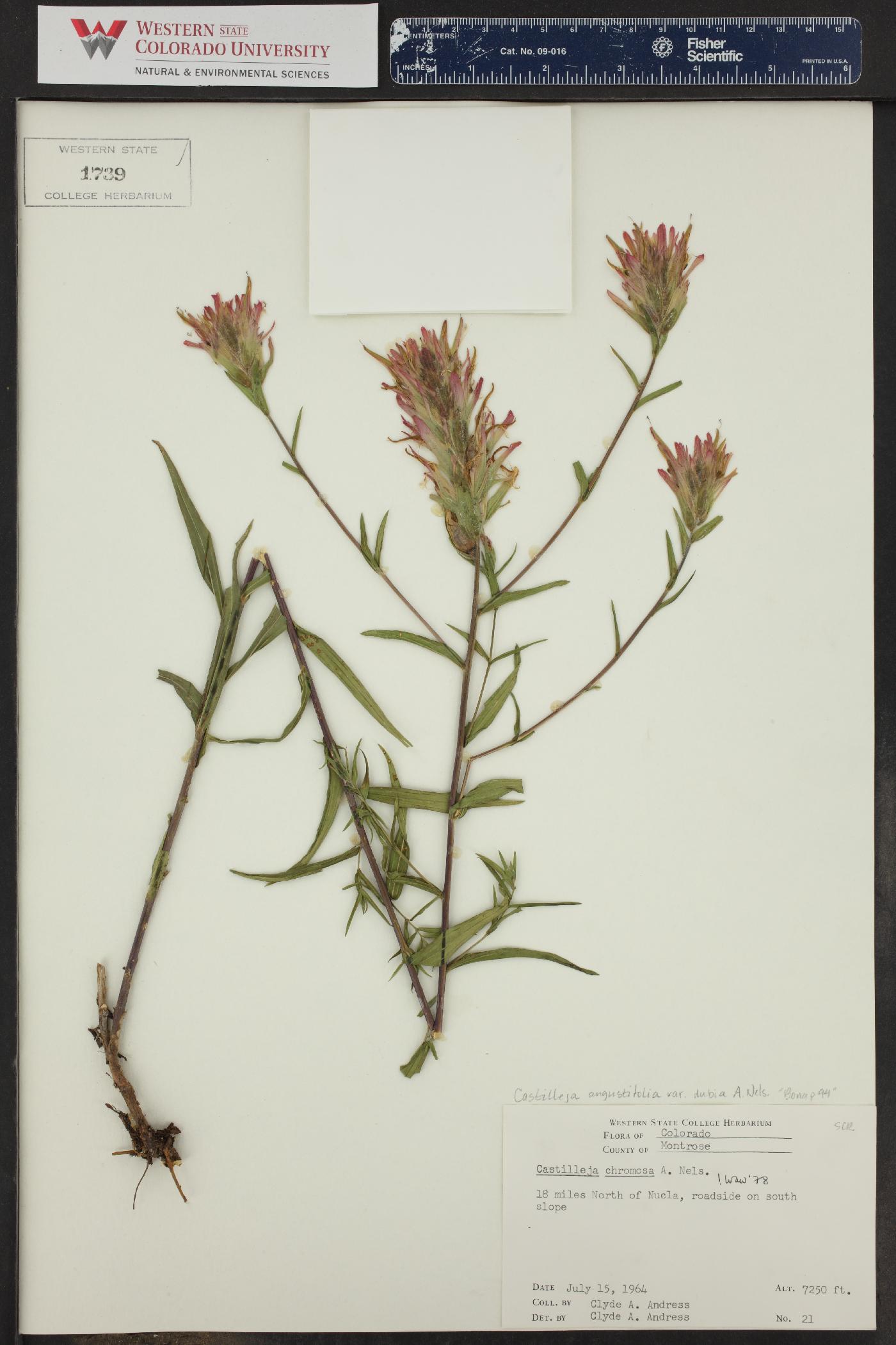 Castilleja angustifolia var. dubia image