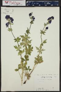 Aconitum columbianum image