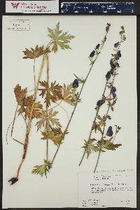 Aconitum columbianum image