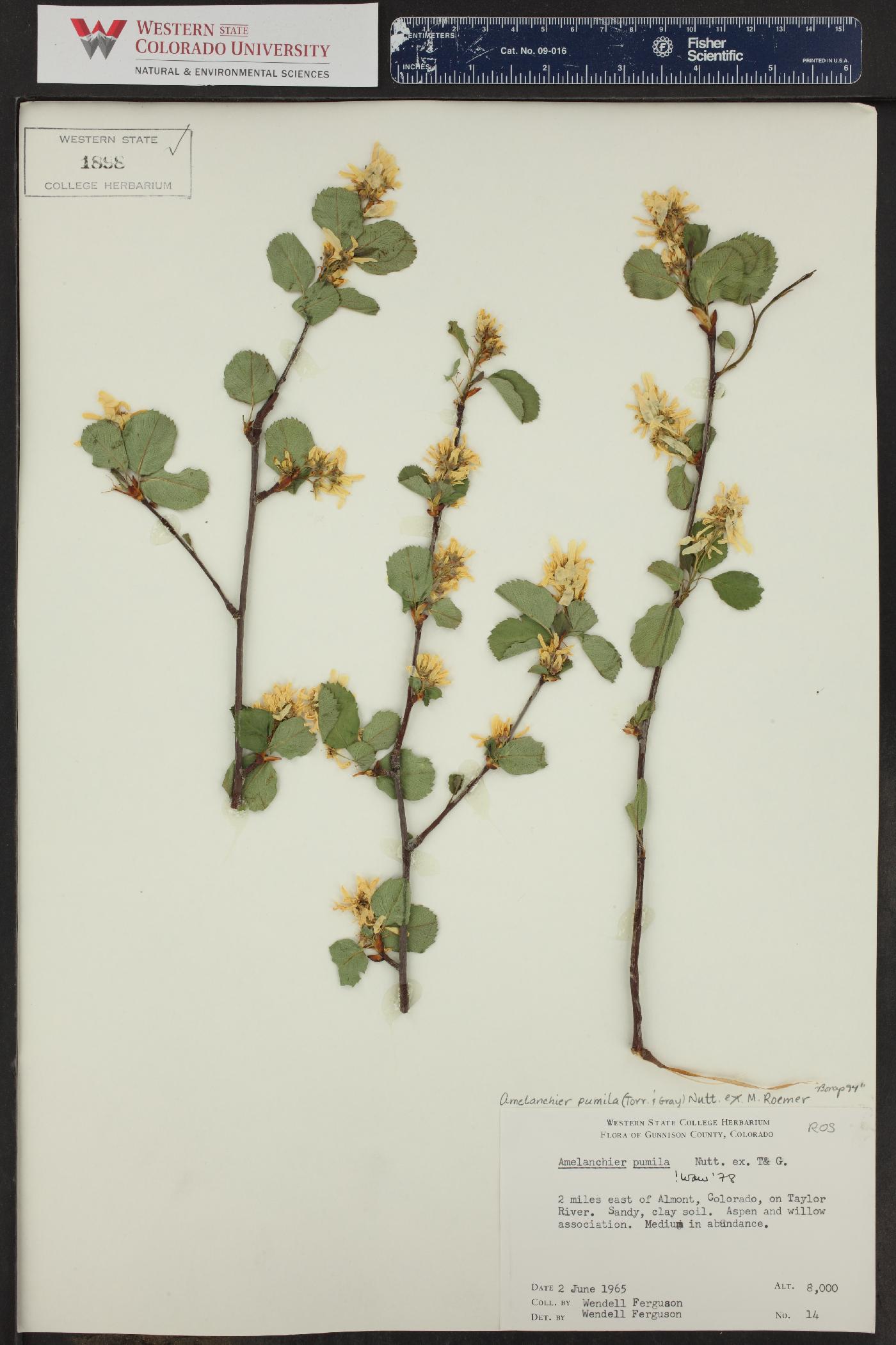 Amelanchier pumila image