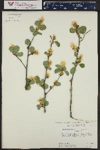 Amelanchier pumila image