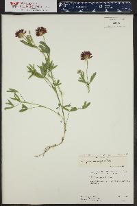 Trifolium wormskioldii image