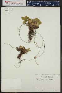 Fragaria vesca subsp. americana image