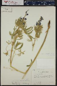 Lupinus bakeri image