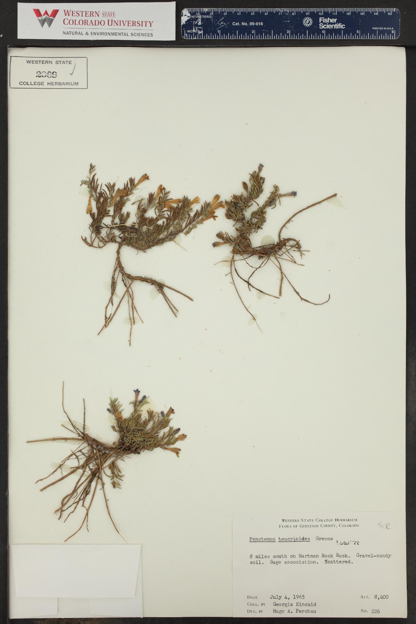 Penstemon teucrioides image