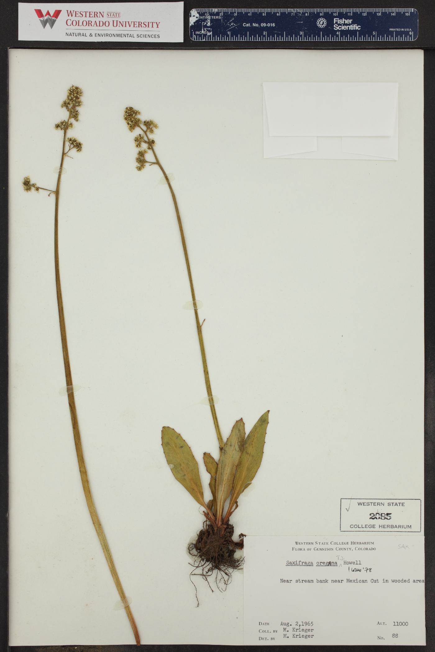 Saxifraga oregana image