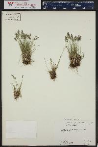 Poa glauca image