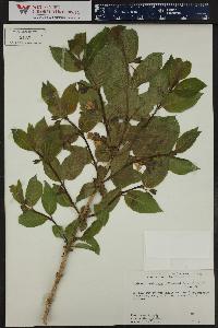 Lonicera involucrata image