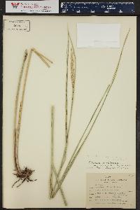Leymus salina subsp. salina image