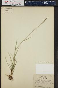 Elymus repens subsp. repens image