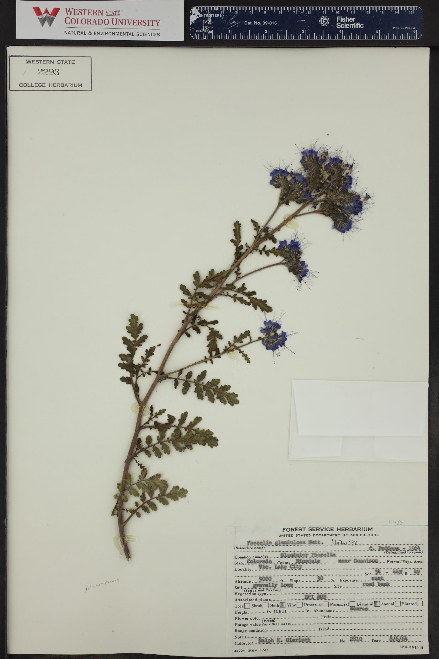 Phacelia glandulosa image