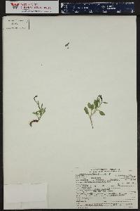 Campanula uniflora image