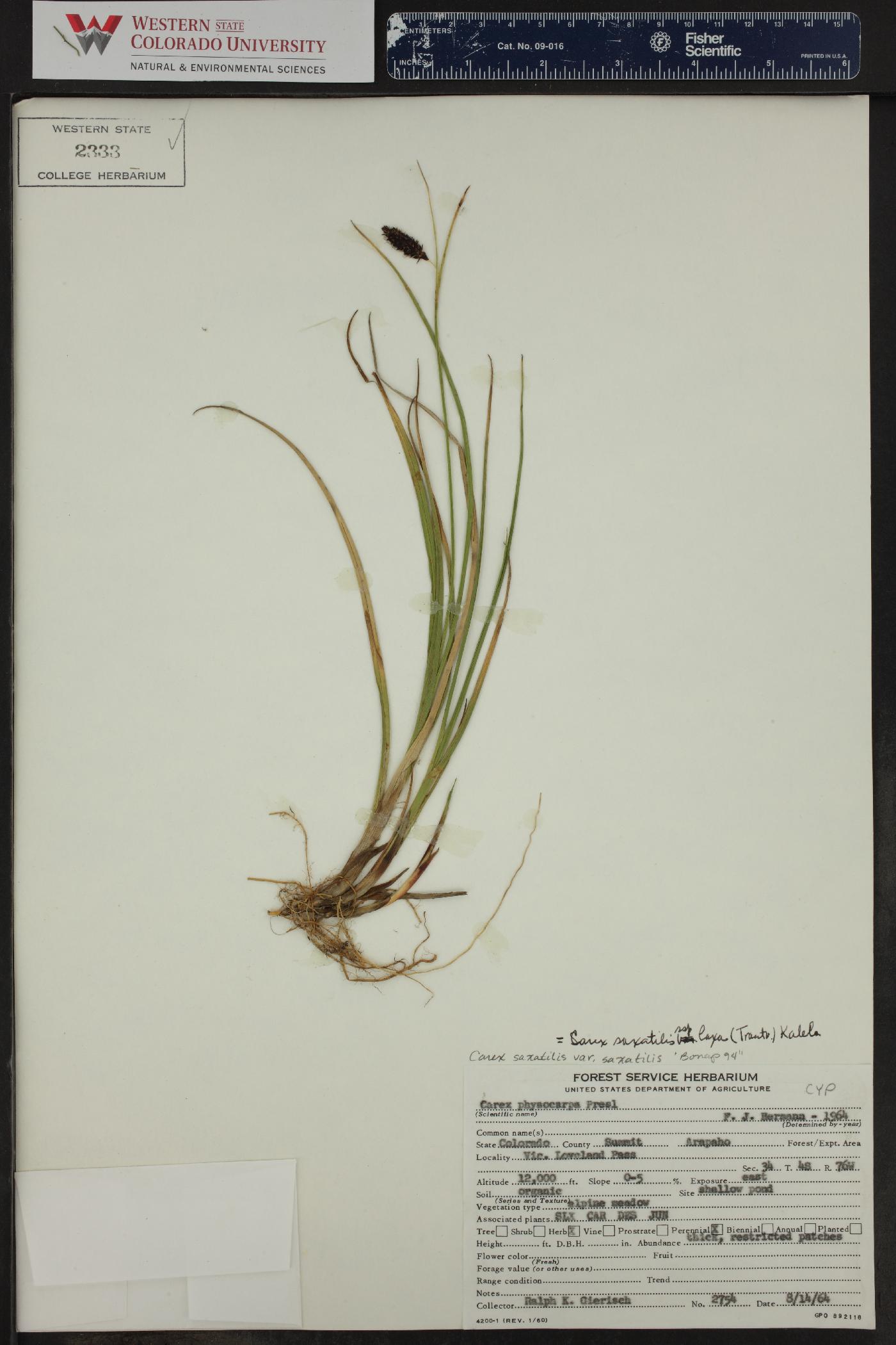 Carex saxatilis var. saxatilis image