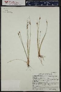 Juncus parryi image