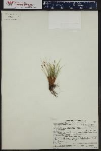 Carex elynoides image