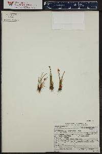 Juncus biglumis image