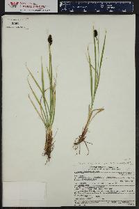 Carex chalciolepis image