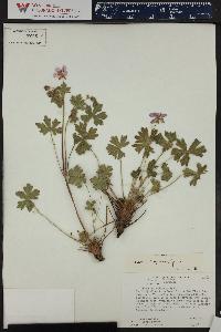 Geranium caespitosum image