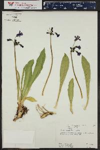 Primula parryi image