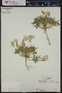 Oenothera albicaulis image