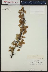 Amelanchier utahensis image