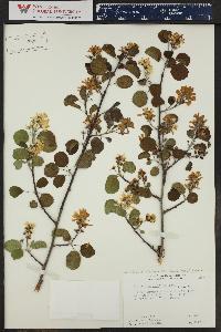 Amelanchier alnifolia image