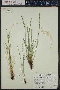 Agrostis humilis image