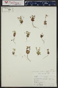 Androsace septentrionalis image