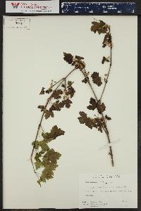 Acer glabrum image