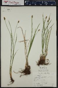 Carex hoodii image