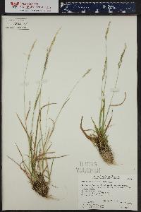 Agrostis exarata image