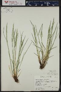 Agrostis humilis image