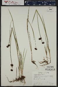 Juncus mertensianus image