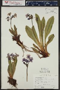 Primula parryi image