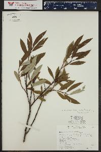 Salix drummondiana image