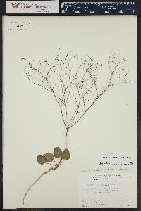 Eriogonum rotundifolium image