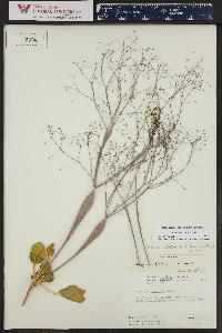 Eriogonum inflatum var. fusiforme image