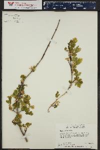 Acer glabrum image