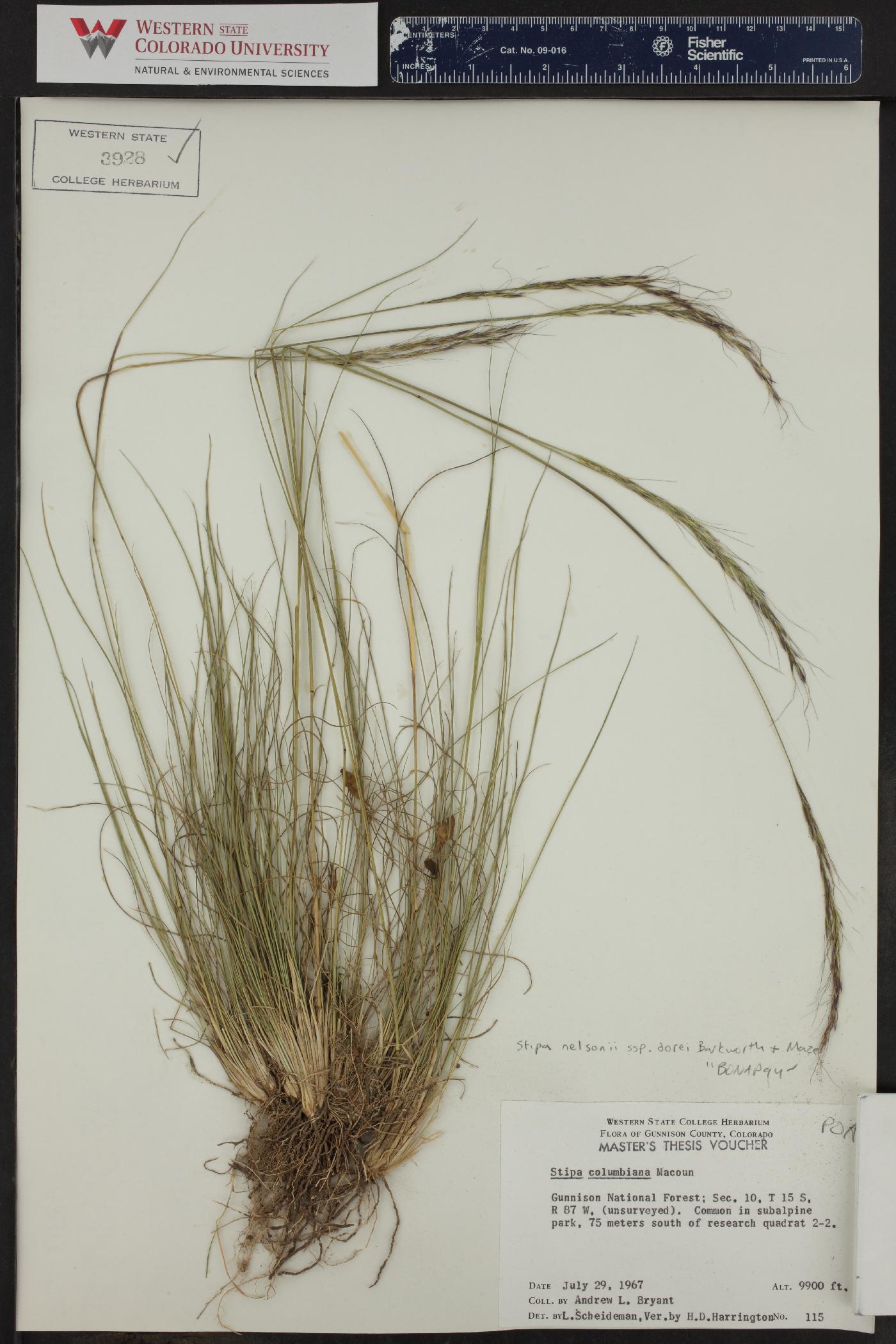 Achnatherum nelsonii subsp. dorei image