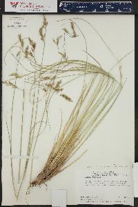 Bromus kalmii image