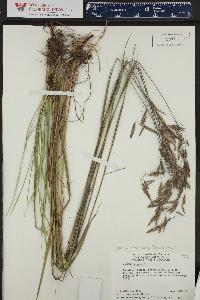 Bromus kalmii image