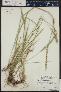 Elymus trachycaulus subsp. trachycaulus image