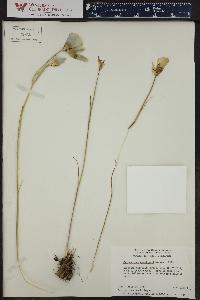 Calochortus gunnisonii image