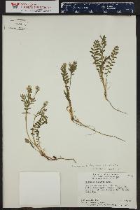 Polemonium pulcherrimum image