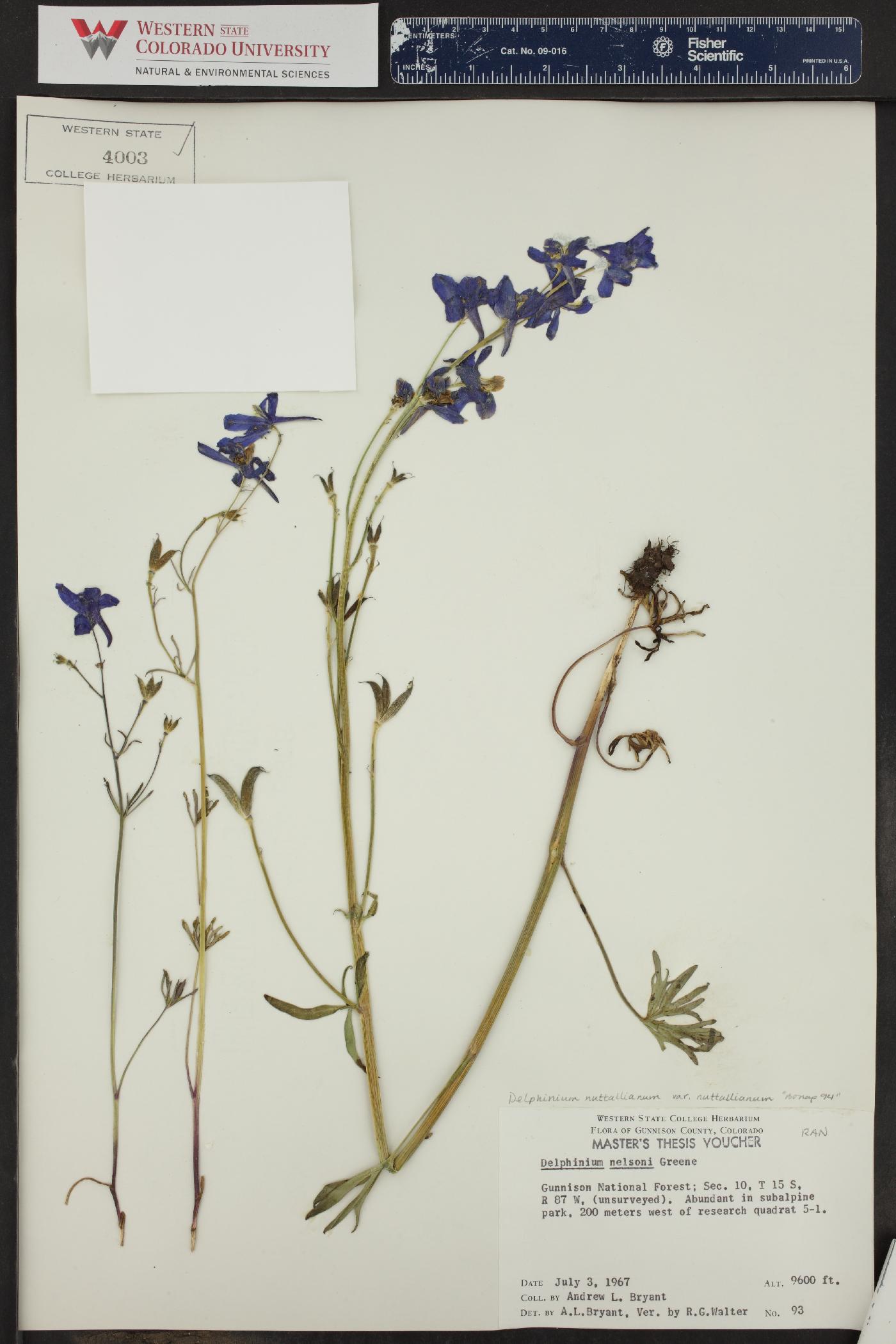 Delphinium nuttallianum var. nuttallianum image