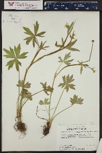 Ranunculus uncinatus var. earlei image
