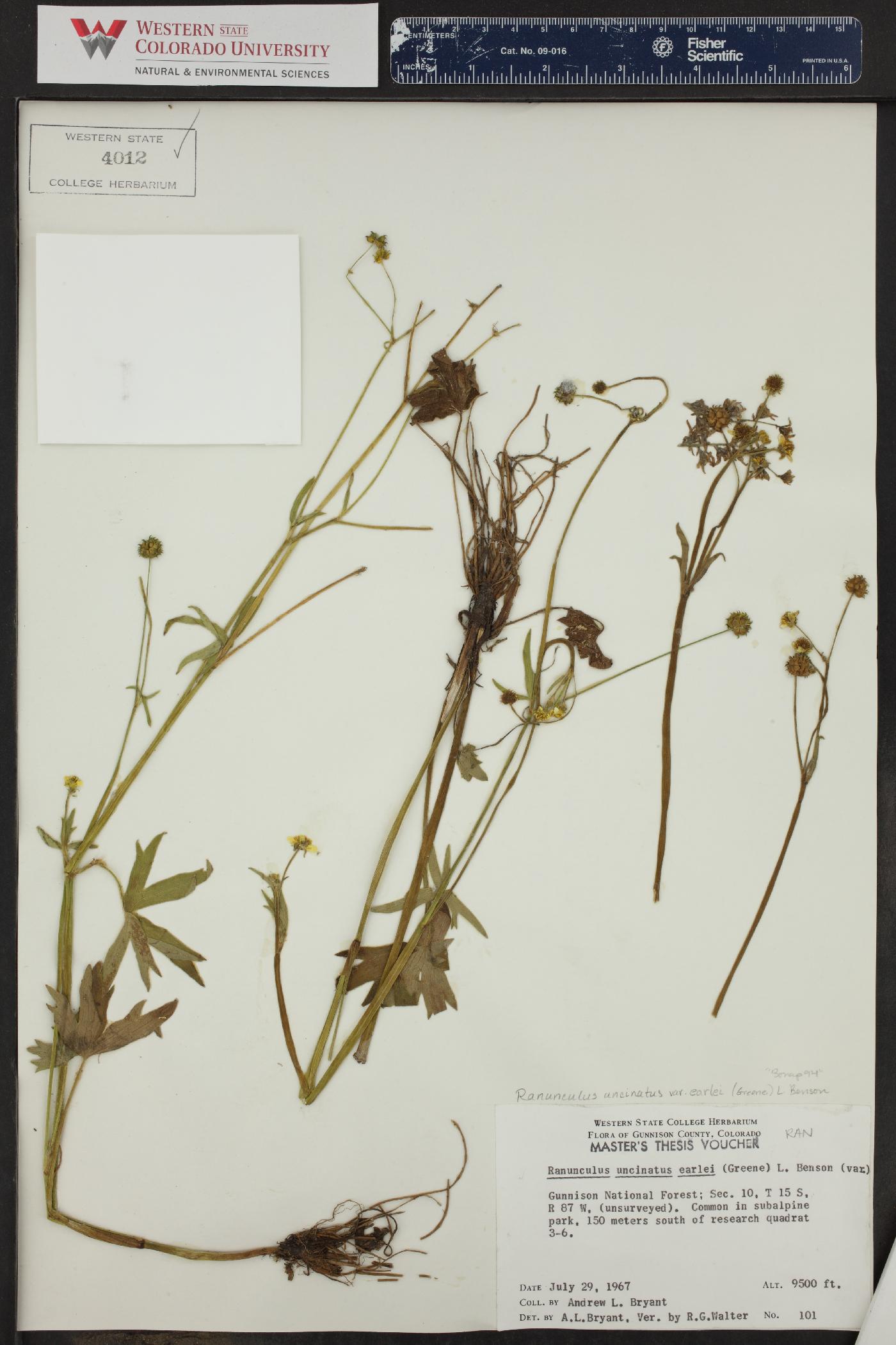 Ranunculus uncinatus var. earlei image