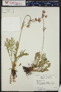 Geum triflorum image