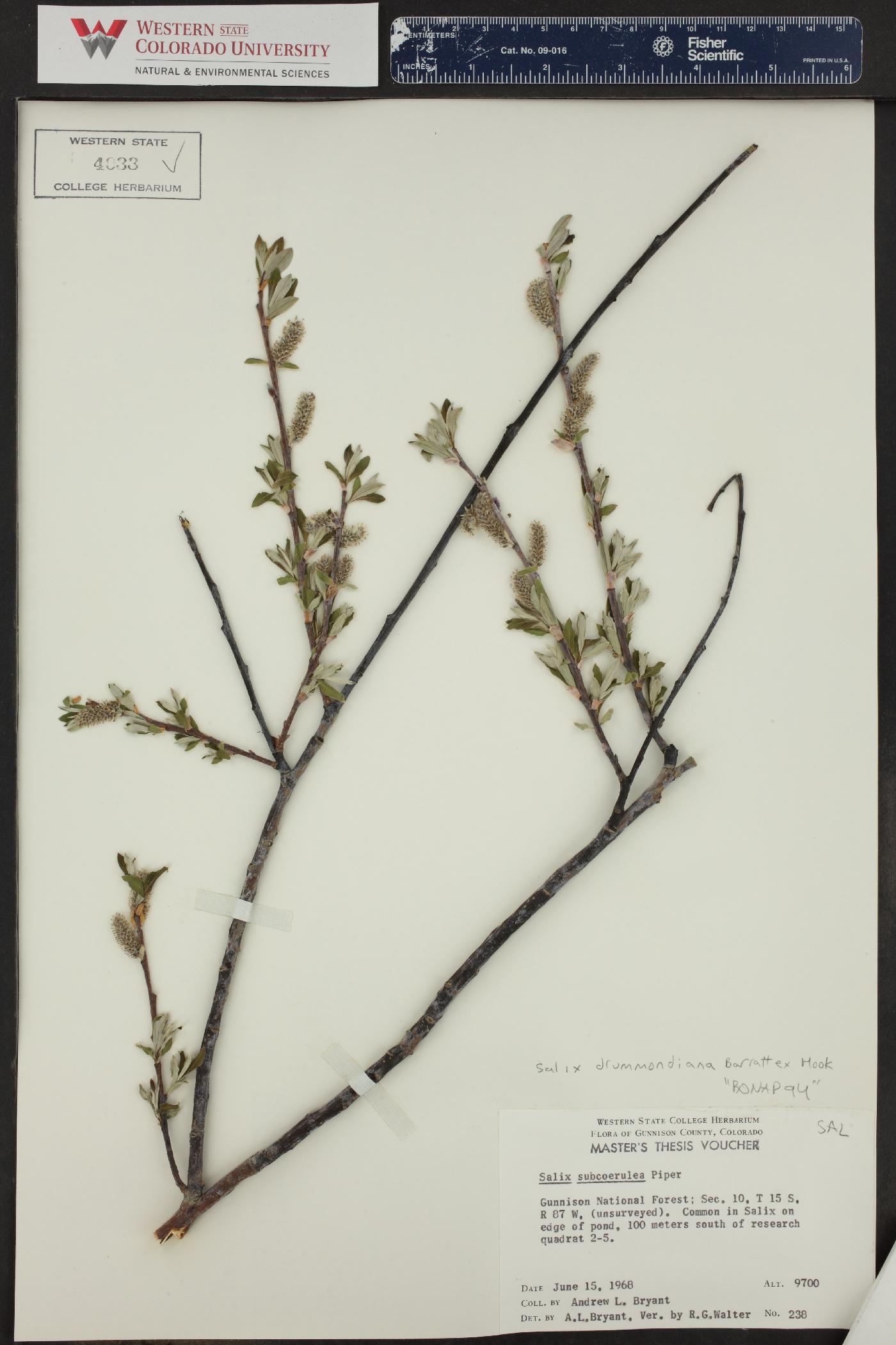 Salix drummondiana image