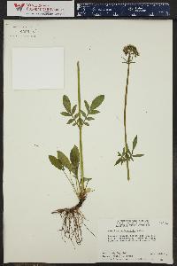 Valeriana occidentalis image